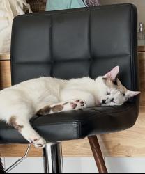 Lost Male Cat last seen Dove Hill Ln, Weatherford, TX 76088