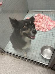 Found/Stray Female Dog last seen Brandon, Brandon, FL 33510