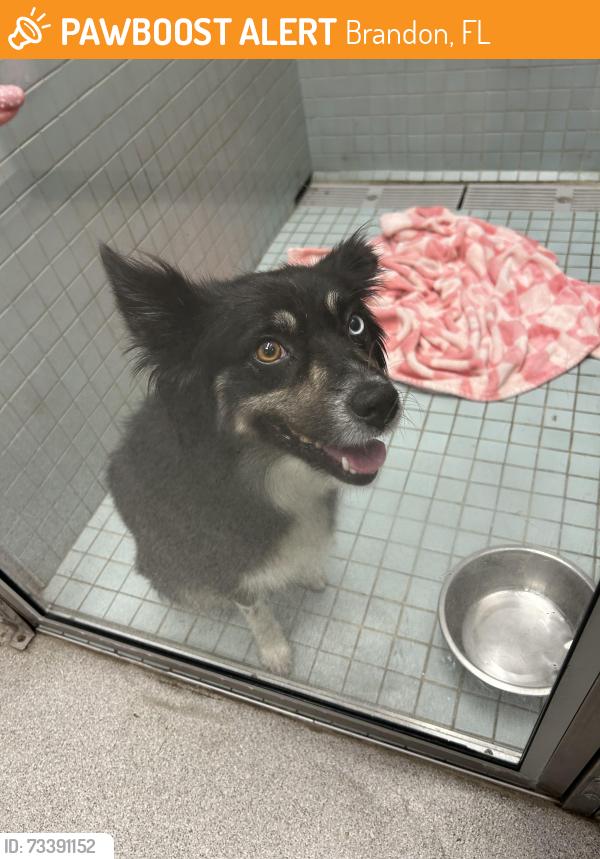 Found/Stray Female Dog last seen Brandon, Brandon, FL 33510