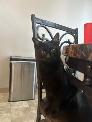 Lost Male Cat last seen 6th ave, Tacoma, WA 98406