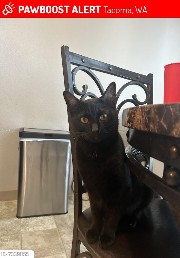 Lost Male Cat last seen 6th ave, Tacoma, WA 98406