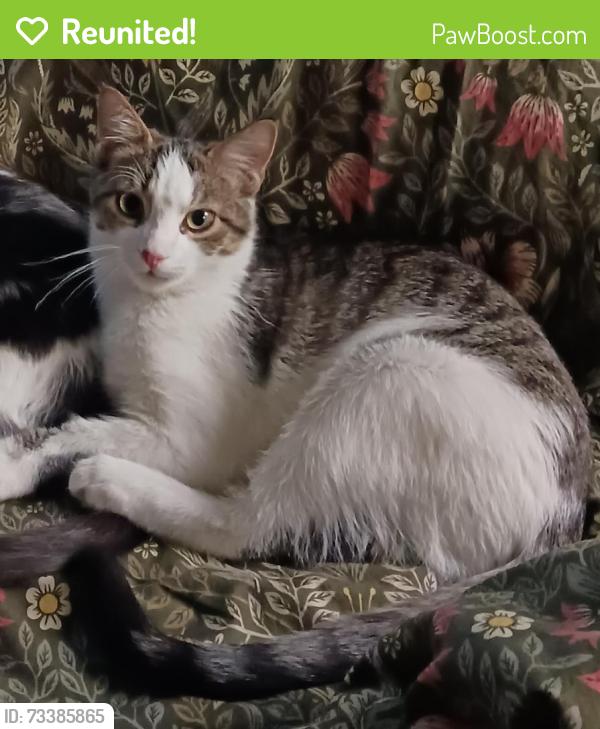 Reunited Female Cat last seen Bryn Mawr area of Forest Hills, PA, Forest Hills, PA 15221