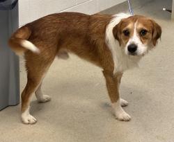 Shelter Stray Male Dog last seen MEBANE AC, 221 Stone Quarry Rd, Burlington, NC 27217, USA