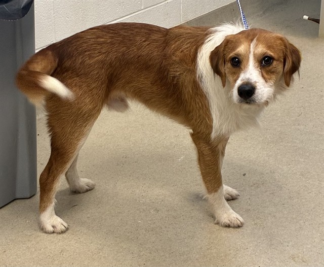 Shelter Stray Male Dog last seen MEBANE AC, 221 Stone Quarry Rd, Burlington, NC 27217, USA