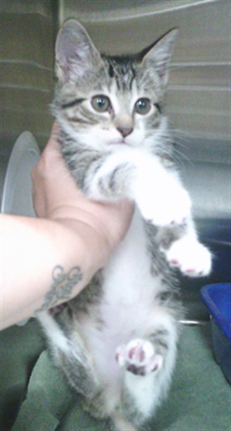 Shelter Stray Male Cat last seen Near BLOCK SHIELDS RD, 4950 SW Triana Blvd, Huntsville, AL 35805, USA