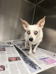 Shelter Stray Female Dog last seen , 14409 Vanowen St, Van Nuys, CA 91405, USA