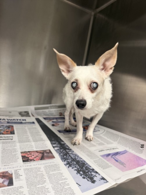 Shelter Stray Female Dog last seen , 14409 Vanowen St, Van Nuys, CA 91405, USA