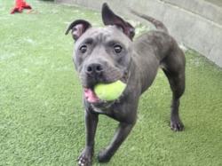 Shelter Stray Female Dog last seen , 14409 Vanowen St, Van Nuys, CA 91405, USA
