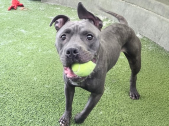 Shelter Stray Female Dog last seen , 14409 Vanowen St, Van Nuys, CA 91405, USA