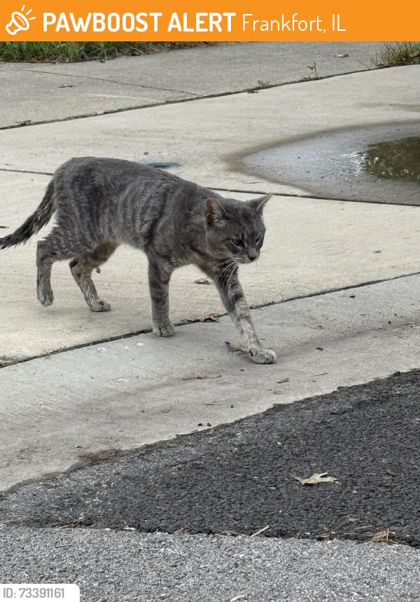 Found/Stray Unknown Cat last seen Sauk trail and center, Frankfort, IL 60423