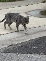 Found/Stray Unknown Cat last seen Sauk trail and center, Frankfort, IL 60423
