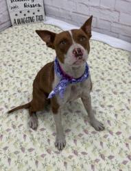 Shelter Stray Female Dog last seen Near BLOCK JOY RD, DETROIT, MI 48228, 7401 Chrysler Dr, Detroit, MI 48211, USA