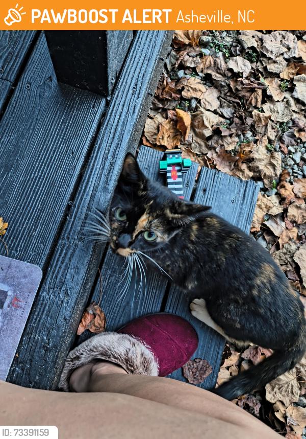Found/Stray Unknown Cat last seen Near crackerbarrel, Asheville, NC 28806