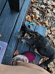 Found/Stray Unknown Cat last seen Near crackerbarrel, Asheville, NC 28806