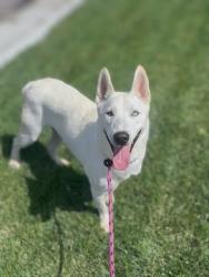 Shelter Stray Male Dog last seen , 11361 W Pico Blvd, Los Angeles, CA 90064, USA