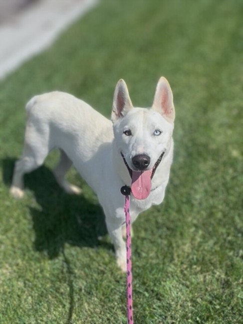 Shelter Stray Male Dog last seen , 11361 W Pico Blvd, Los Angeles, CA 90064, USA