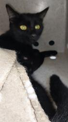 Shelter Stray Female Cat last seen , 4275 Elton St, Baldwin Park, CA 91706, USA