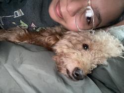 Reunited Male Dog last seen Broadway, Newark, NJ 07104