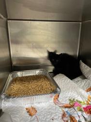 Shelter Stray Unknown Cat last seen Near BLOCK GREENE LAKE DR, 1601 Airport Rd, Shelby, NC 28150, USA