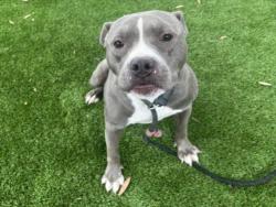 Shelter Stray Male Dog last seen , 1850 W 60th St, Los Angeles, CA 90047, USA