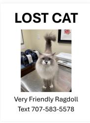 Lost Male Cat last seen La Noria, Rancho Santa Fe, CA 92067