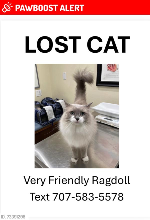 Lost Male Cat last seen La Noria, Rancho Santa Fe, CA 92067