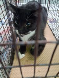Shelter Stray Female Cat last seen , 1850 W 60th St, Los Angeles, CA 90047, USA