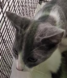 Shelter Stray Male Cat last seen , 1850 W 60th St, Los Angeles, CA 90047, USA