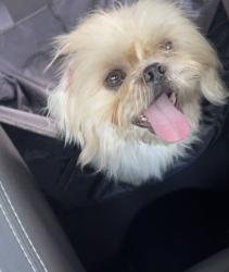 Found/Stray Male Dog last seen N minot, Anaheim, CA 92801