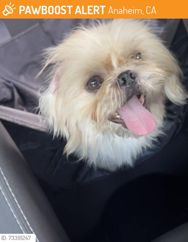 Found/Stray Male Dog last seen N minot, Anaheim, CA 92801