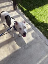 Reunited Female Dog last seen 30th St and Redwood Ave in North Park, San Diego, CA 92104