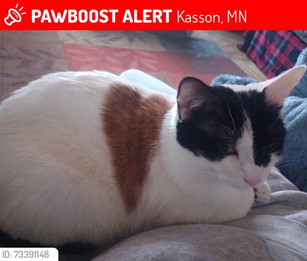 Lost Female Cat last seen Windsor court mobile park, Kasson, MN 55944