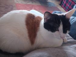 Lost Female Cat last seen Windsor court mobile park, Kasson, MN 55944