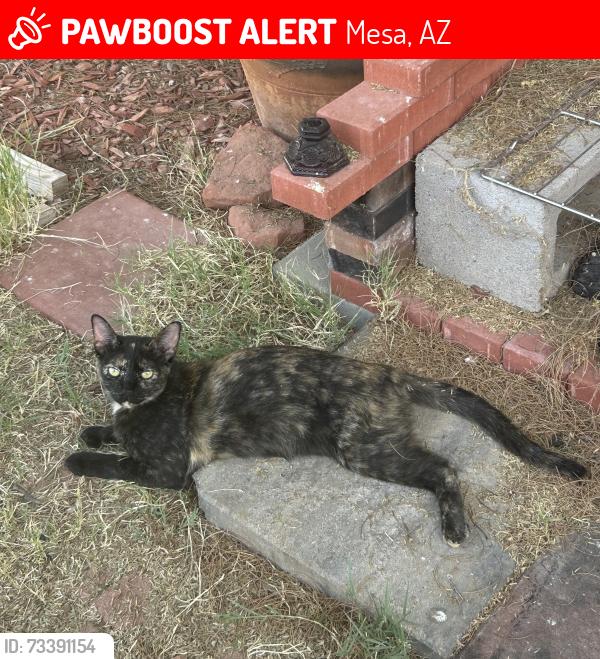 Lost Female Cat last seen Southern and Meridian, Mesa, AZ 85208