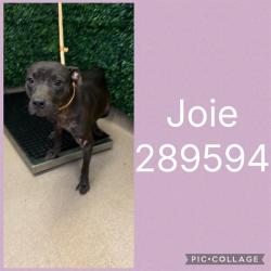 Shelter Stray Female Dog last seen JOE TAMPLIN INDUSTRIAL, 4214 Fulton Mill Rd, Macon, GA 31216, USA