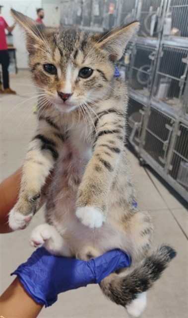 Shelter Stray Male Cat last seen PENNSYLVANIA AVE X FRANCISCO ST, 333 Chandler Pl, San Bernardino, CA 92408, USA