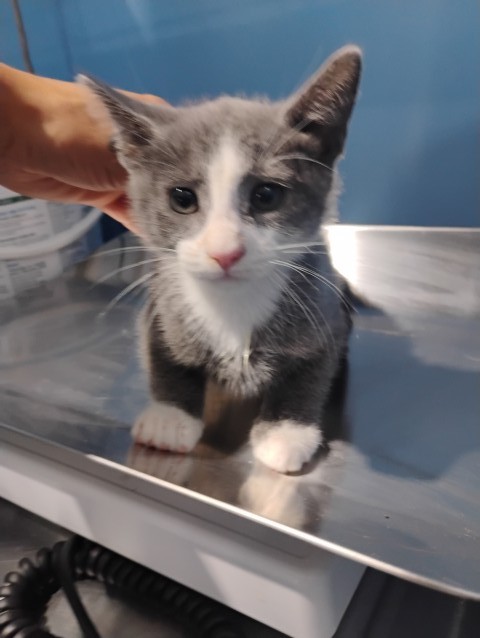 Shelter Stray Male Cat last seen PENNSYLVANIA AVE X FRANCISCO ST, 333 Chandler Pl, San Bernardino, CA 92408, USA