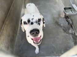 Shelter Stray Male Dog last seen , 957 N Gaffey St, San Pedro, CA 90731, USA