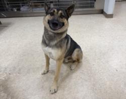 Shelter Stray Male Dog last seen , 957 N Gaffey St, San Pedro, CA 90731, USA