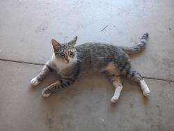 Lost Female Cat last seen Ridgewater, Sunnybrook, Green ridge, Hidden Springs Pkwy, Pigeon Pass, Moreno Valley, CA 92557