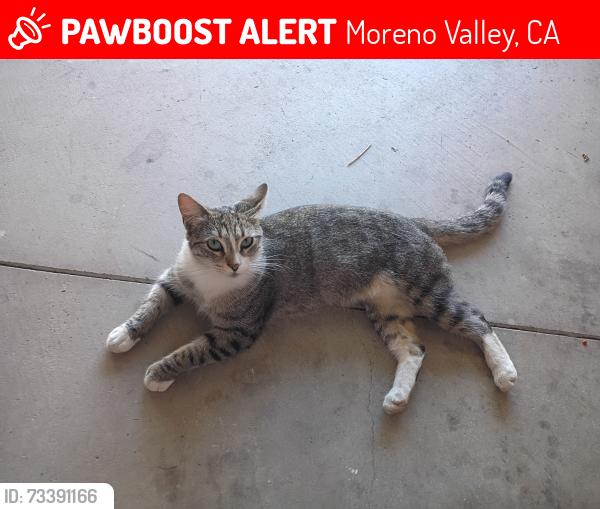 Lost Female Cat last seen Ridgewater, Sunnybrook, Green ridge, Hidden Springs Pkwy, Pigeon Pass, Moreno Valley, CA 92557