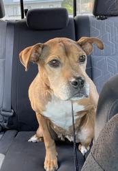 Found/Stray Female Dog last seen Hebron street and Somersby parkway, Hendersonville, NC 28739