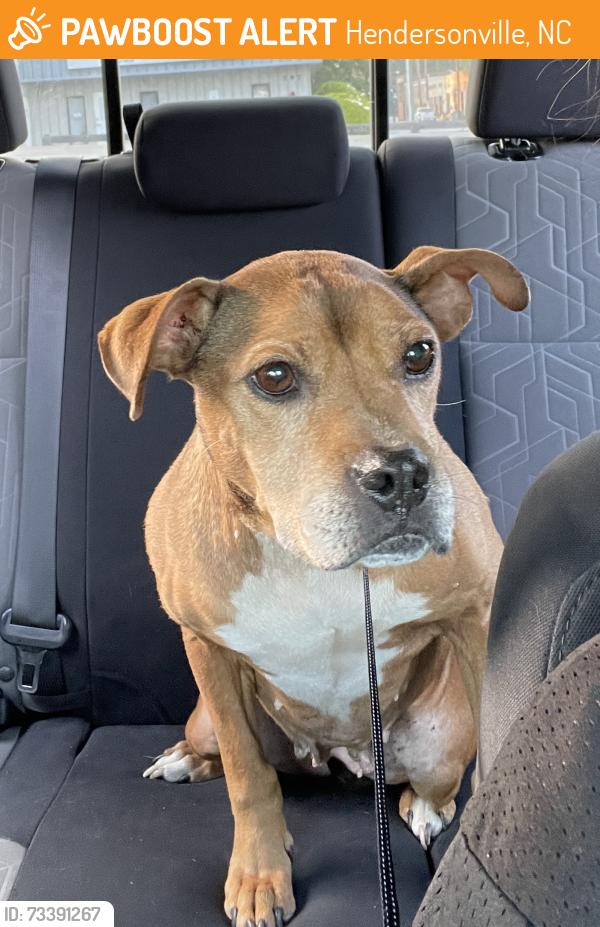 Found/Stray Female Dog last seen Hebron street and Somersby parkway, Hendersonville, NC 28739