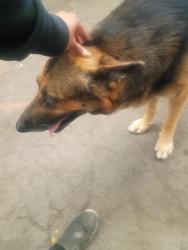 Found/Stray Male Dog last seen Fogg St & Rancho Colton, CA, Colton, CA 92324