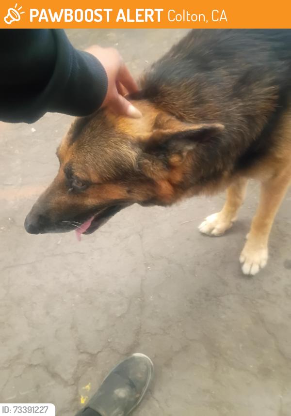Found/Stray Male Dog last seen Fogg St & Rancho Colton, CA, Colton, CA 92324