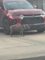 Found/Stray Unknown Dog last seen Glenrosa and 79th ave, Phoenix, AZ 85033