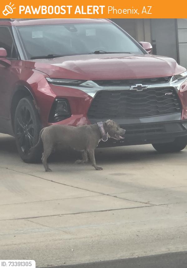 Found/Stray Unknown Dog last seen Glenrosa and 79th ave, Phoenix, AZ 85033