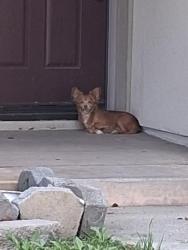 Found/Stray Unknown Dog last seen Camino Del Sol and off of Kohala if coming Rose Ave turn on to Kohala and left on Paseo Elegante. Dog has been there since morning sitting on porch. Very timid., Oxnard, CA 93030