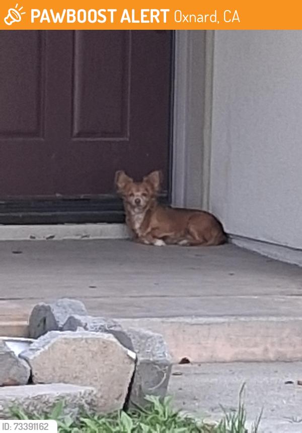 Found/Stray Unknown Dog last seen Camino Del Sol and off of Kohala if coming Rose Ave turn on to Kohala and left on Paseo Elegante. Dog has been there since morning sitting on porch. Very timid., Oxnard, CA 93030