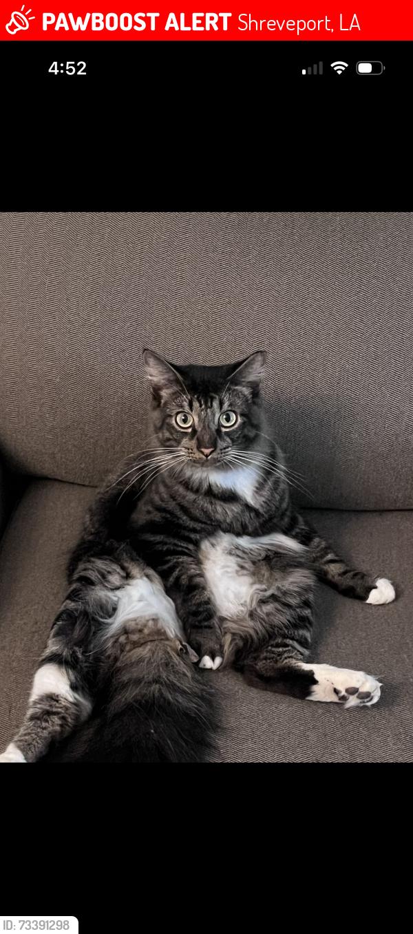 Lost Male Cat last seen Neighborhood behind Youree Drive Middle School, Shreveport, LA 71105